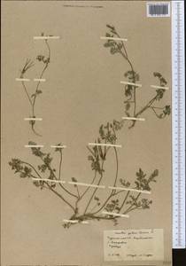 Скандикс гребенчатый, Скандикс венерин гребень L., Средняя Азия и Казахстан, Каракумы (M6) (Туркмения)