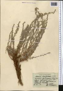Seriphidium borotalense (Poljakov) Ling & Y.R.Ling, Средняя Азия и Казахстан, Северный и Центральный Тянь-Шань (M4) (Киргизия)