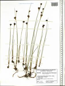 Juncus castaneus subsp. leucochlamys (W. J. Zinger ex V. I. Krecz.) Hultén, Сибирь, Центральная Сибирь (S3) (Россия)