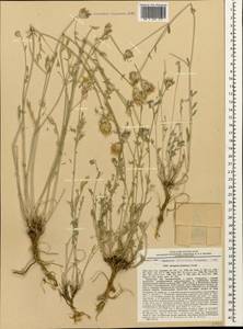 Astragalus hajastanus Grossh., Кавказ, Армения (K5) (Армения)