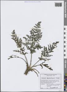 Тмин бурятский Turcz., Сибирь, Прибайкалье и Забайкалье (S4) (Россия)