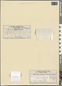 Крупка альпийская L., Западная Европа (EUR) (Норвегия)