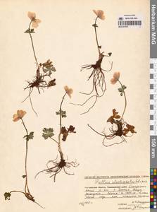 Купальница бумажночашелистиковая Schipcz., Сибирь, Чукотка и Камчатка (S7) (Россия)