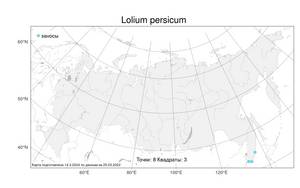 Lolium persicum, Плевел персидский Boiss. & Hohen., Атлас флоры России (FLORUS) (Россия)
