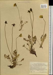 Oreomecon pseudocanescens (Popov) Galasso, Banfi & Bartolucci, Сибирь, Алтай и Саяны (S2) (Россия)