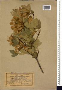 Клен грузинский (Willd.) Yalt., Кавказ, Армения (K5) (Армения)