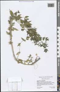 Пролесник однолетний L., Зарубежная Азия (ASIA) (Турция)