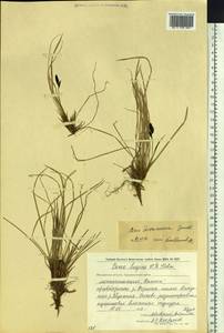 Осока траурная (Holm) T.V.Egorova, Сибирь, Чукотка и Камчатка (S7) (Россия)