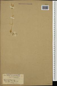 Dichodon perfoliatum (L.) Á. Löve & D. Löve, Кавказ, Армения (K5) (Армения)