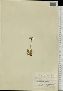 Первоцвет клинолистный Ledeb., Сибирь, Чукотка и Камчатка (S7) (Россия)