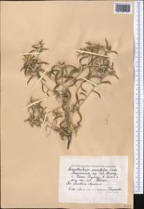 Echinops acantholepis Jaub. & Spach, Средняя Азия и Казахстан, Прикаспийский Устюрт и Северное Приаралье (M8) (Казахстан)