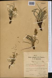 Takhtajaniantha austriaca (Willd.) Zaika, Sukhor. & N. Kilian, Средняя Азия и Казахстан, Северный и Центральный Казахстан (M10) (Казахстан)
