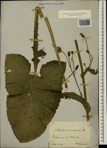 Lactuca macrophylla subsp. macrophylla, Восточная Европа, Центральный лесной район (E5) (Россия)