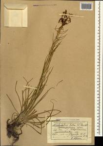 Асфоделина желтая (L.) Rchb., Кавказ, Черноморское побережье (от Новороссийска до Адлера) (K3) (Россия)