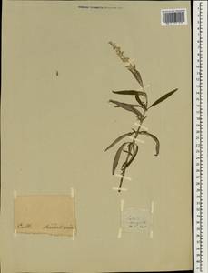 Salvia leucantha Cav., Зарубежная Азия (ASIA) (Неизвестно)