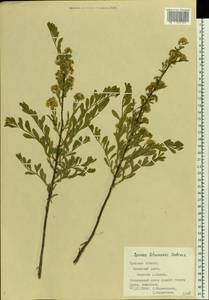 Spiraea crenata subsp. crenata, Восточная Европа, Центральный район (E4) (Россия)