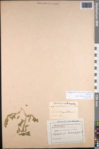 Selaginella kraussiana (G. Kunze) A. Br., Западная Европа (EUR) (Неизвестно)