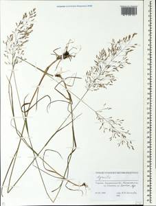 Полевица, Восточная Европа, Западно-Украинский район (E13) (Украина)