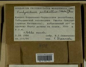 Pohlia cruda (Hedw.) Lindb., Гербарий мохообразных, Мхи - Северный Кавказ и Предкавказье (B12) (Россия)