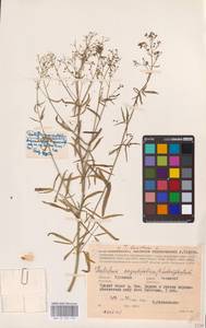 Василисник светлый, Василисник блестящий L., Восточная Европа, Центральный район (E4) (Россия)