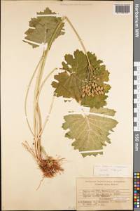 Primula matthioli subsp. turkestanica (Losinsk.) Kovt., Средняя Азия и Казахстан, Западный Тянь-Шань и Каратау (M3) (Киргизия)
