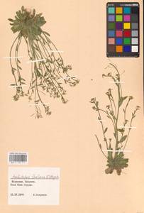 Резушка Таля, Резуховидка Таля (L.) Heynh., Восточная Европа, Молдавия (E13a) (Молдавия)