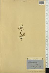 Palhinhaea cernua (L.) Vasc. & Franco, Австралия и Океания (AUSTR) (Австралия)