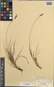 Carex pilulifera subsp. pilulifera, Не определено