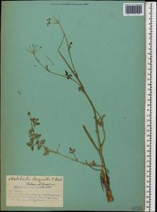 Leiotulus dasyanthus (K. Koch) Pimenov & Ostr., Кавказ, Армения (K5) (Армения)