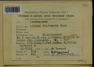 Leskea polycarpa Hedw., Гербарий мохообразных, Мхи - Центральное Нечерноземье (B6) (Россия)