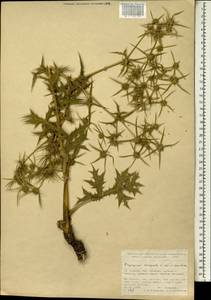 Синеголовник равнинный L., Зарубежная Азия (ASIA) (Турция)