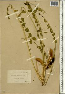 Astragalus ovinus Boiss., Зарубежная Азия (ASIA) (Иран)