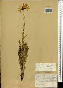 Tanacetum pulchrum (Ledeb.) Sch. Bip., Монголия (MONG) (Монголия)