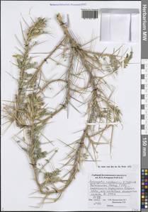 Astragalus roschanicus B.Fedtsch., Средняя Азия и Казахстан, Памир и Памиро-Алай (M2) (Таджикистан)