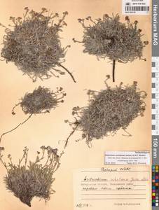 Незабудочник охотский Yurtseva & Khokhr., Сибирь, Чукотка и Камчатка (S7) (Россия)