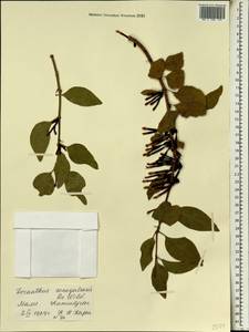 Tapinanthus pentagonus (DC.) van Tiegh., Африка (AFR) (Мали)