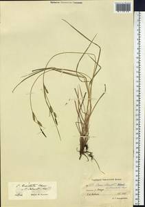 Осока Шмидта Meinsh., Сибирь, Чукотка и Камчатка (S7) (Россия)