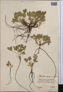 Potentilla cinerea subsp. incana (G.Gaertn., B.Mey. & Scherb.) Asch., Средняя Азия и Казахстан, Северный и Центральный Казахстан (M10) (Казахстан)