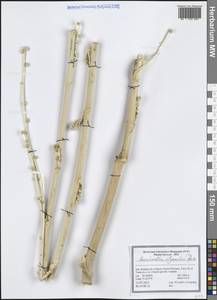 Haussknechtia elymaitica Boiss., Зарубежная Азия (ASIA) (Иран)