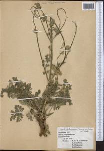 Порезник туркестанский M. Hiroe, Средняя Азия и Казахстан, Западный Тянь-Шань и Каратау (M3) (Казахстан)