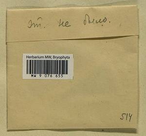Pseudocampylium radicale (P. Beauv.) Vanderp. & Hedenäs, Гербарий мохообразных, Мхи (без точных пунктов) (B0)