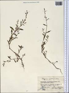 Спорыш отклоненный, Горец отклоненный M.Bieb., Средняя Азия и Казахстан, Северный и Центральный Казахстан (M10) (Казахстан)