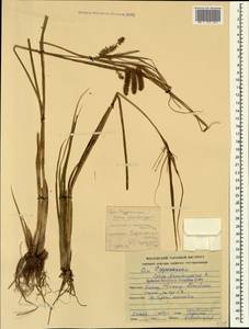 Осока ложносытевая, Осока ложносытевидная L., Кавказ, Грузия (K4) (Грузия)