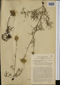 Centaurea dichroantha A. Kern., Западная Европа (EUR) (Италия)