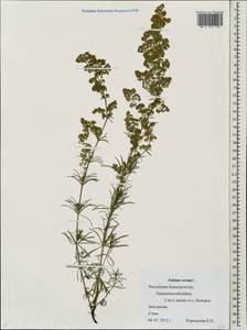 Подмаренник настоящий L., Восточная Европа, Восточный район (E10) (Россия)