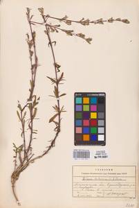 Смолевка татарская (L.) Pers., Восточная Европа, Северный район (E1) (Россия)