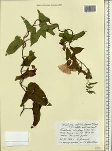 Calystegia sepium subsp. americana (Sims) Brummitt, Восточная Европа, Северо-Западный район (E2) (Россия)