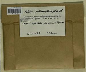 Pohlia nutans (Hedw.) Lindb., Гербарий мохообразных, Мхи - Среднее Поволжье (B9) (Россия)