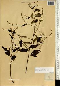 Gouania microcarpa DC., Зарубежная Азия (ASIA) (Филиппины)