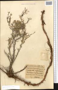 Курчавка кустарниковая (L.) Eversm., Средняя Азия и Казахстан, Северный и Центральный Казахстан (M10) (Казахстан)